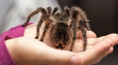 Cei mai mari păianjeni